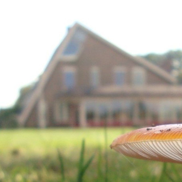 Header receptie paddenstoel