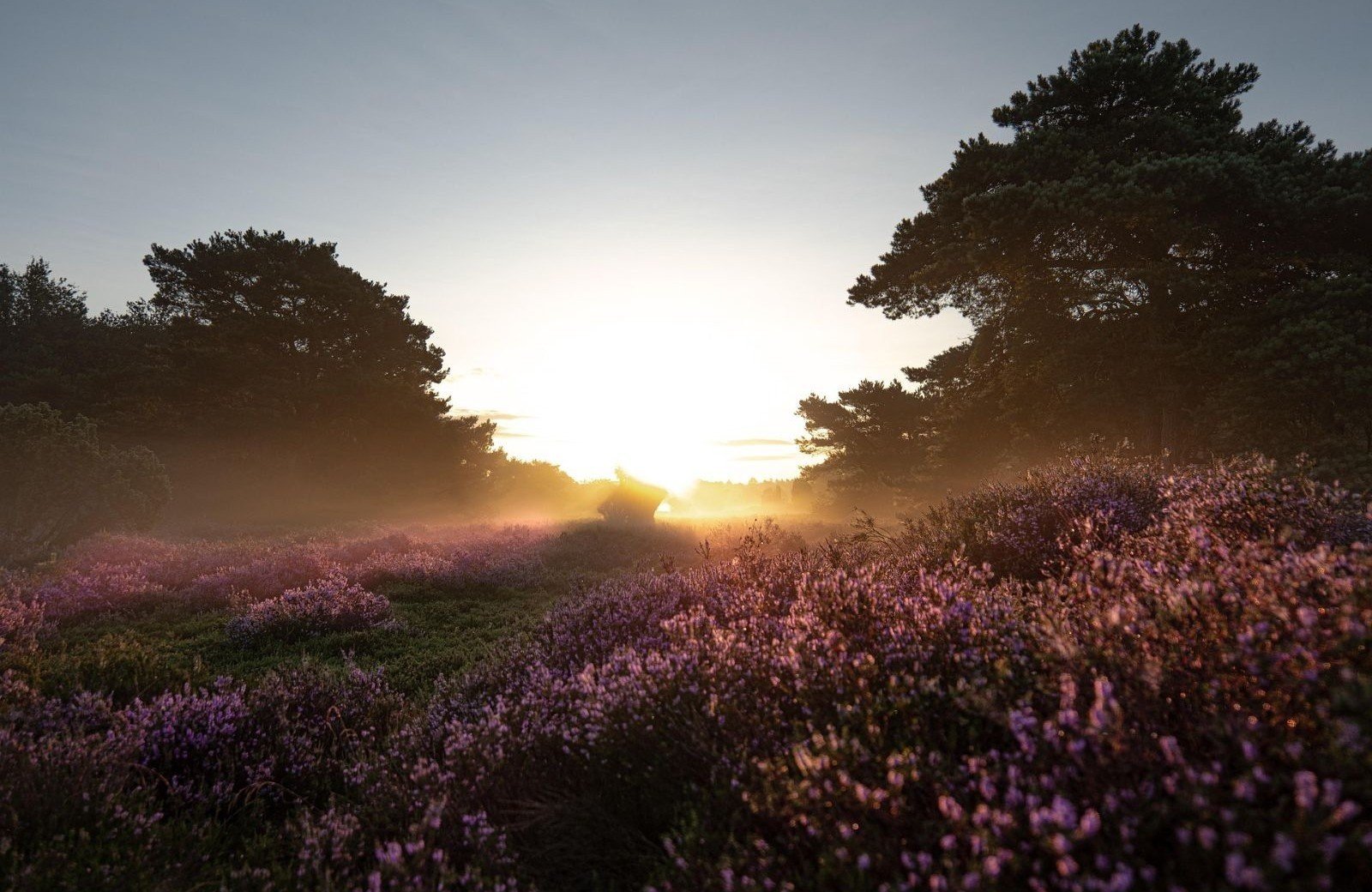 Herbst im Dwingelderveld - idealer Ausflug von Witterzomer